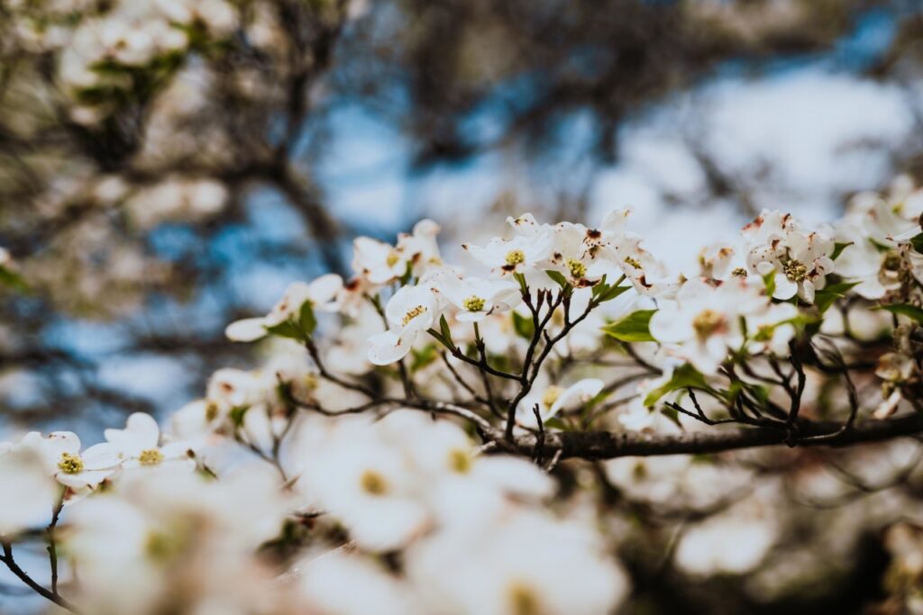 White flowers with yellow centers bloom on a tree branch against a blue sky in Williamson County, Tennessee.