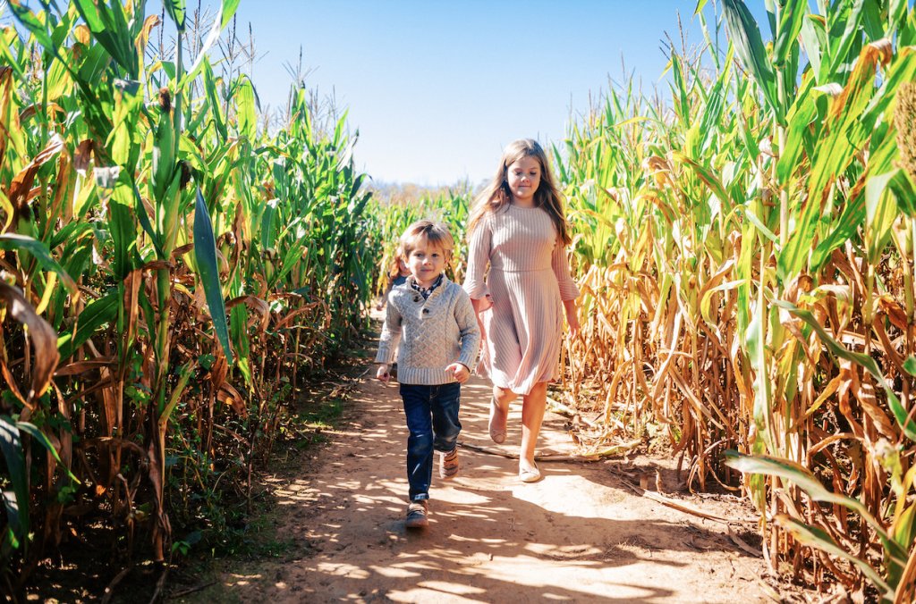 A young boy and girl walk hand-in-hand through a corn maze on a sunny day in Williamson County, Tennessee.
