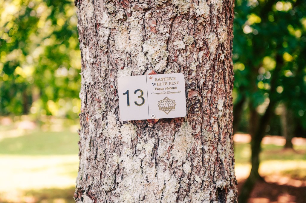 A tree trunk with a sign indicating 'Eastern White Pine #13' in a forest setting in Williamson County, Tennessee.