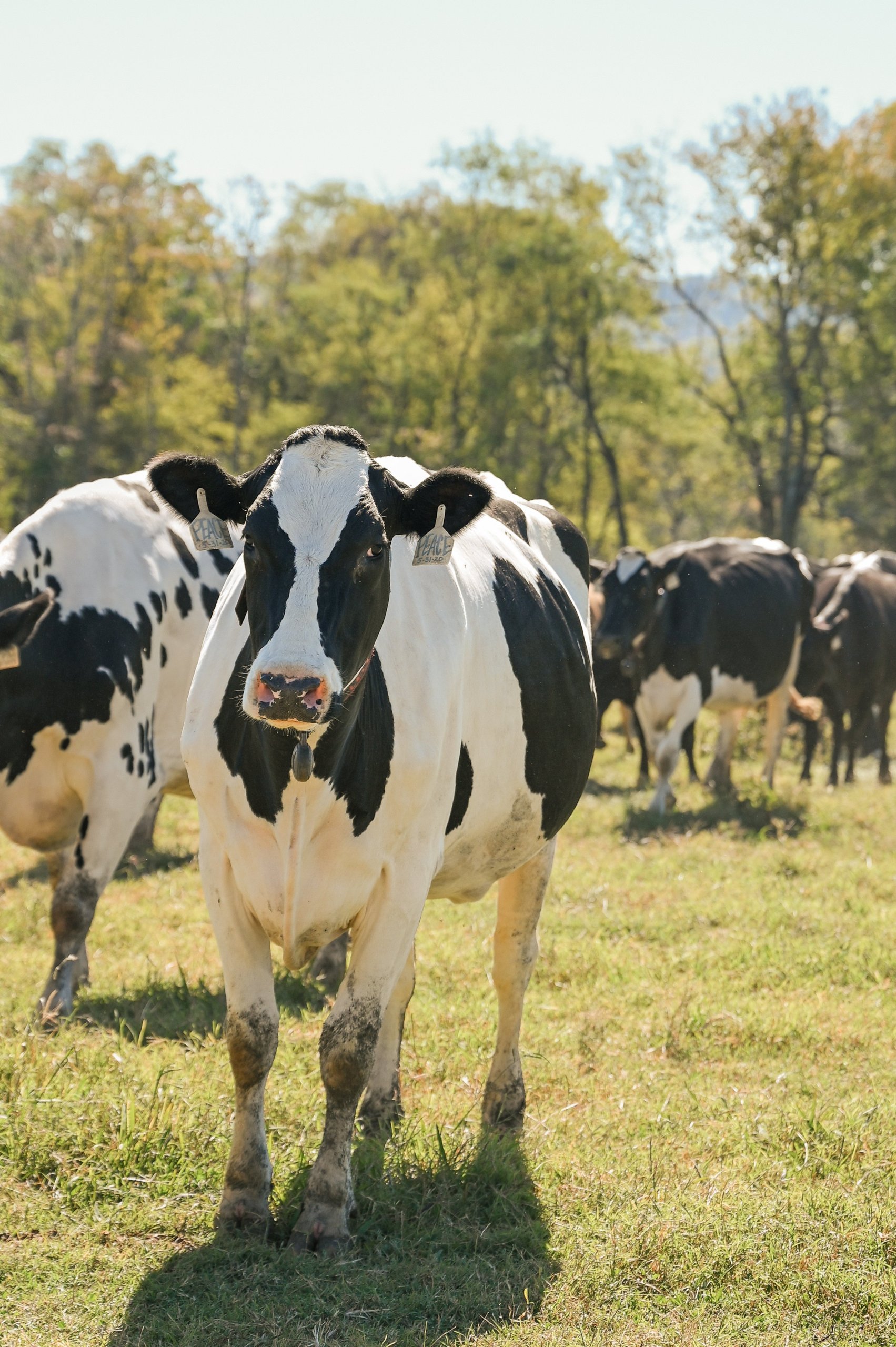 A black and white cow stands in a grassy field with other cows in the background in Williamson County, Tennessee.