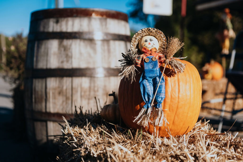 A scarecrow doll sits on a pumpkin in front of a wooden barrel in Williamson County, Tennessee.