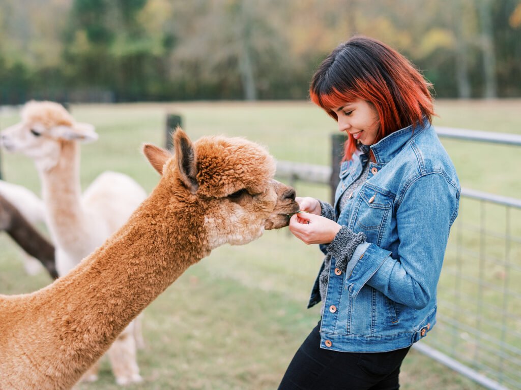 A woman with red hair feeds an alpaca in a grassy field in Williamson County, Tennessee.