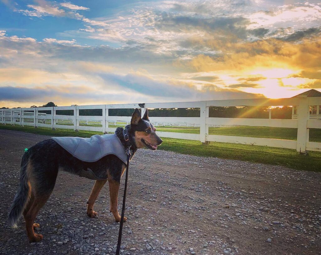 A dog wearing a gray vest stands on a gravel road at sunset, facing a white fence in Williamson County, Tennessee.