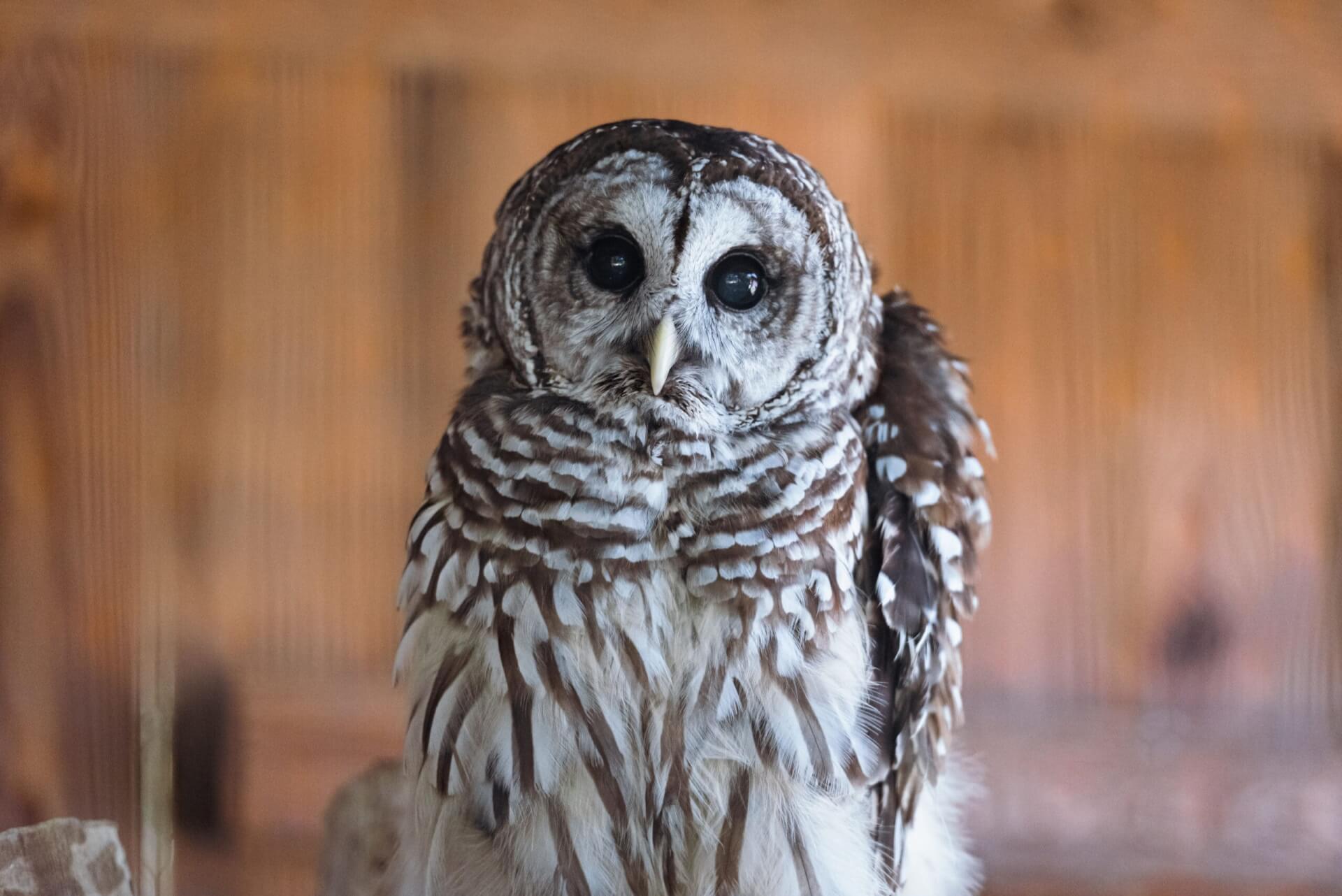 A close-up of a barred owl with striking black and white plumage and large, dark eyes in Williamson County, Tennessee.