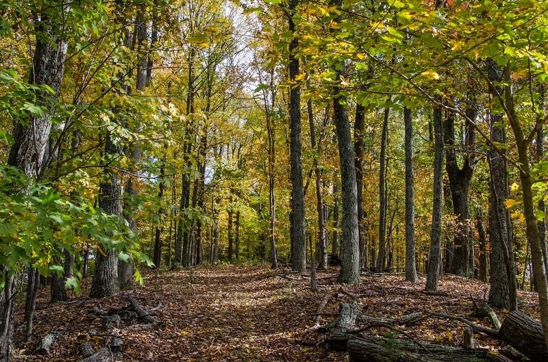 A dense forest with tall trees displaying vibrant autumn foliage and a carpet of fallen leaves in Williamson County, Tennessee.
