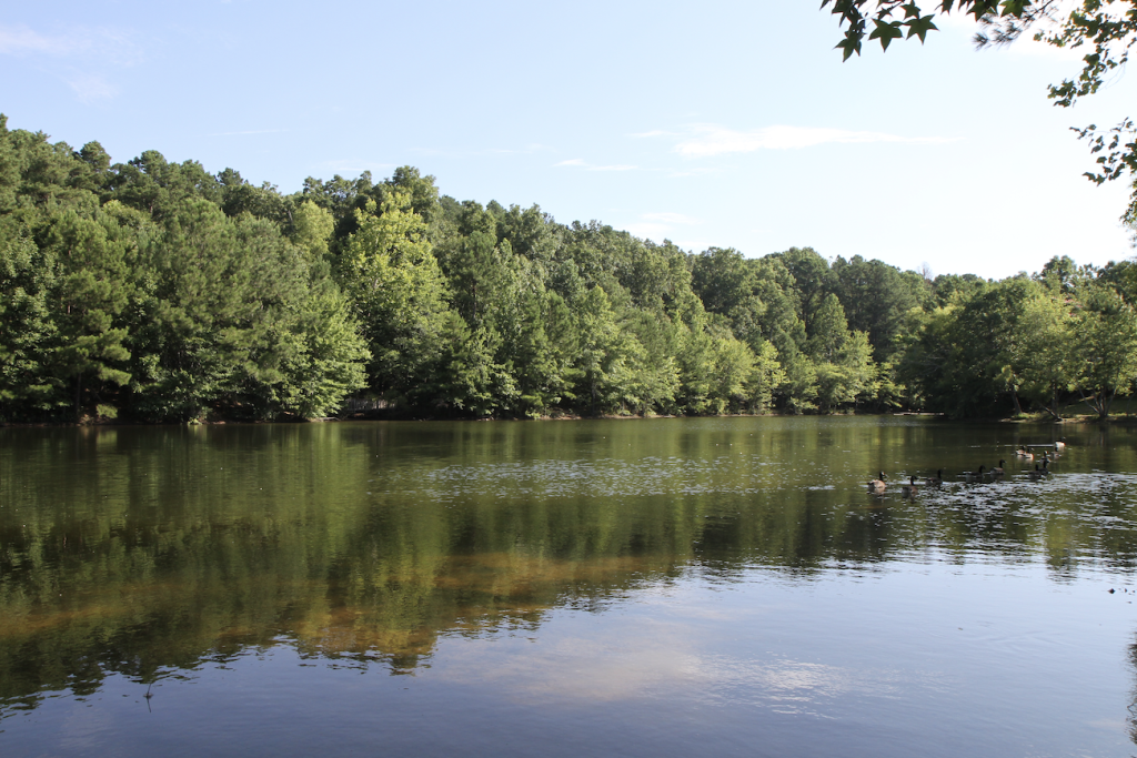 A serene lake with ducks swimming, surrounded by lush green trees reflecting on the water in Williamson County, Tennessee.