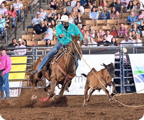 The Franklin Rodeo A skilled cowboy on horseback ropes a calf in a thrilling rodeo event, showcasing his expertise in front of an excited crowd in Williamson County, Tennessee.