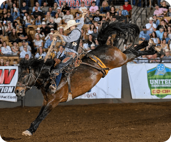The Franklin Rodeo Cowboy performs daring mid-air maneuver on bucking bronco in front of cheering rodeo crowd in Williamson County, Tennessee.