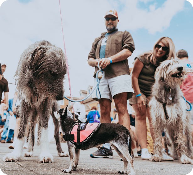 A group of people and their dogs, including a large greyhound and a small chihuahua, gather on a sunny day in Williamson County, Tennessee.