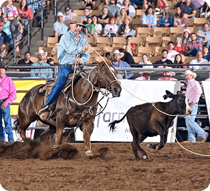 The Franklin Rodeo A cowboy on horseback skillfully ropes a calf in a thrilling rodeo event, showcasing his expertise in front of an excited crowd in Williamson County, Tennessee.