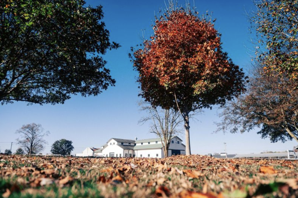 A vibrant autumn scene with a red-leaved tree in the foreground and a white barn in the background in Williamson County, Tennessee.