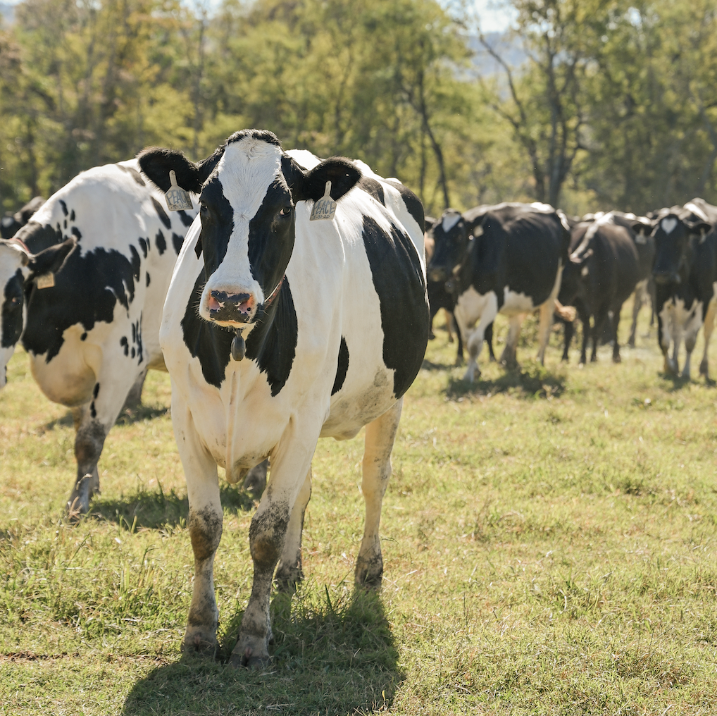 A herd of black and white dairy cows graze in a lush green pasture in Williamson County, Tennessee.