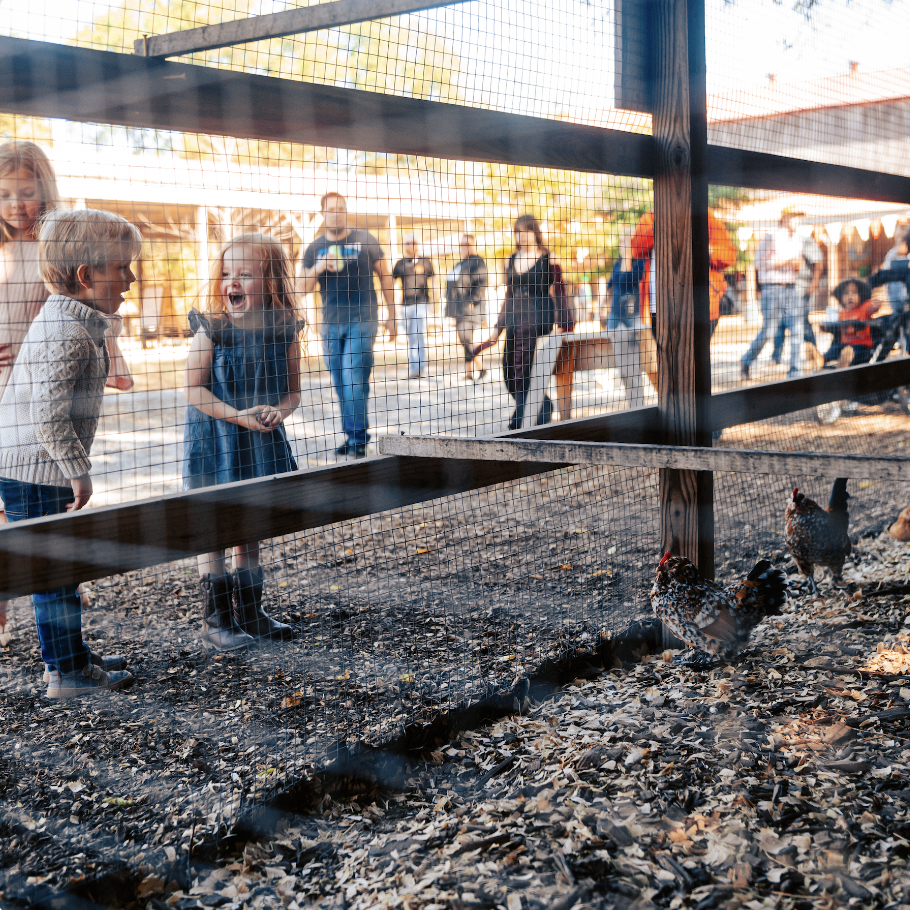 Children laugh and play at a petting zoo, observing chickens through a fence in Williamson County, Tennessee.